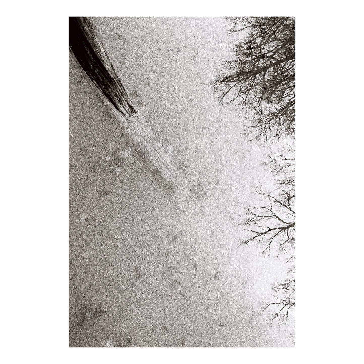 THE HAPPY STORY OF THE LIFELESS TREE