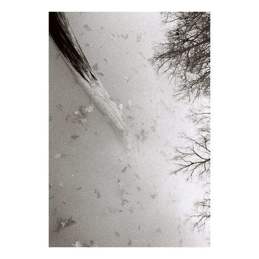 THE HAPPY STORY OF THE LIFELESS TREE