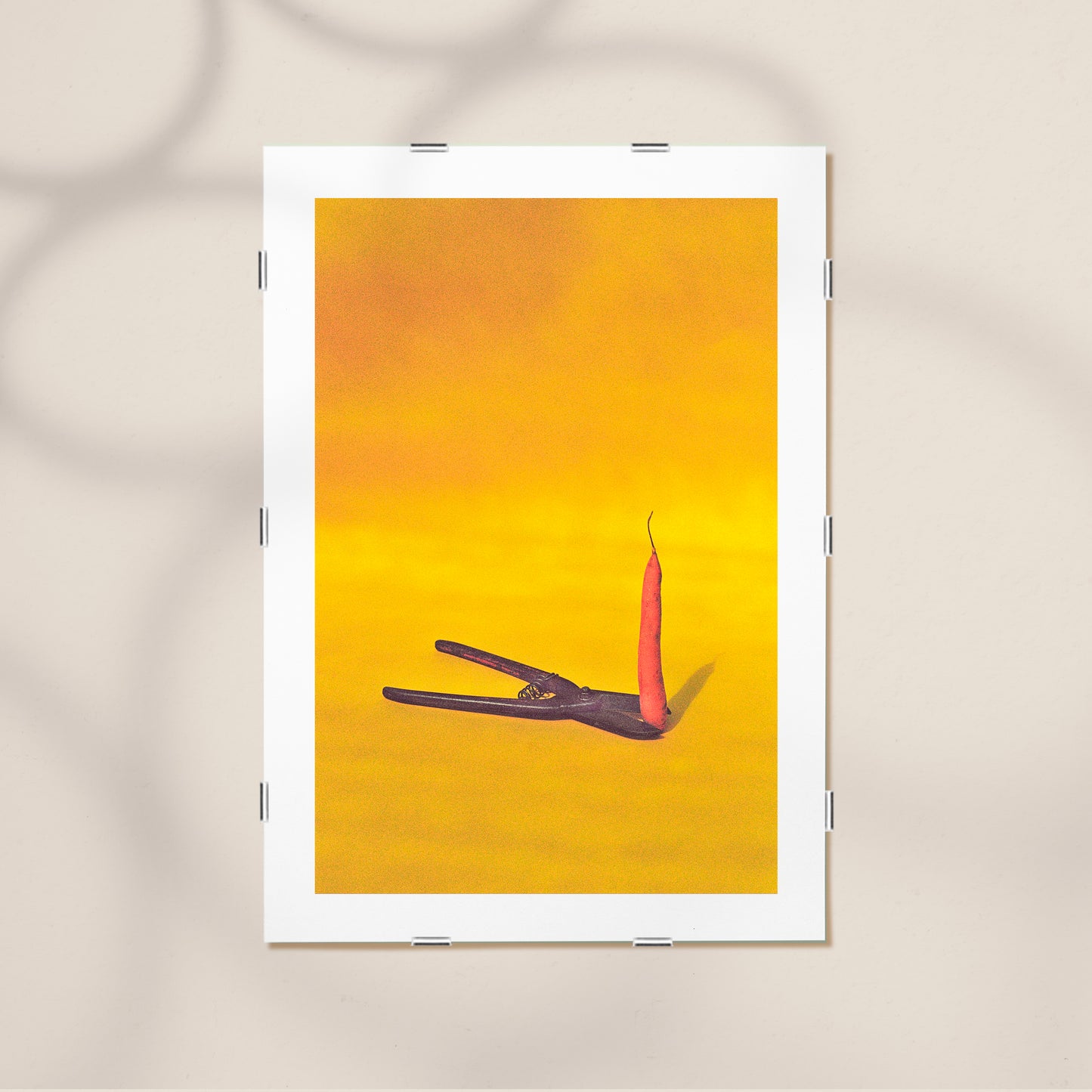 THE MISUNDERSTOOD CARROT